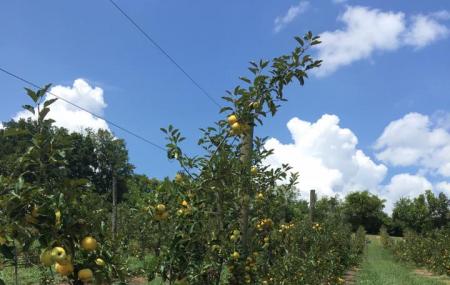 Apple Barn Winery Image