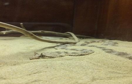 Kentucky Reptile Zoo Image