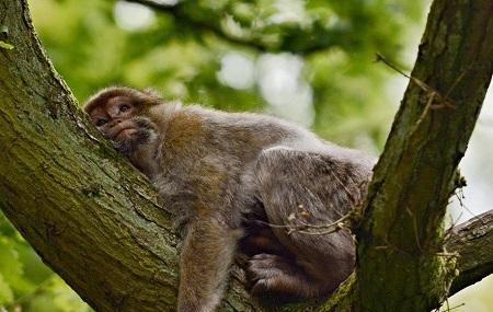 Trentham Monkey Forest Image