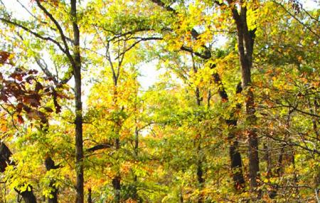 Busiek State Forest And Wildlife Area Image