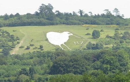 The Bulford Kiwi Image