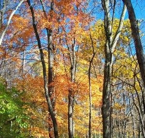 Mud Lake Bog State Natural Area Image