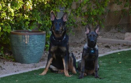 Grand Canyon Kennel Image