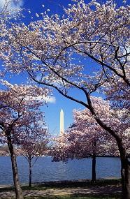 Tidal Basin Image
