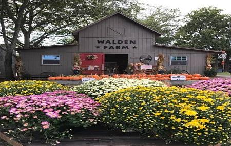 Walden Pumpkin Farm Image