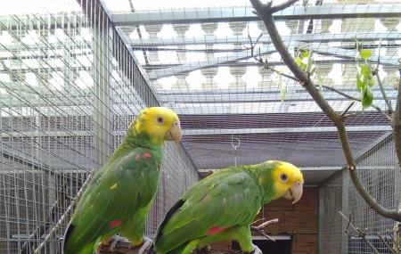 Parrot Zoo Image