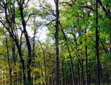 Macarthur Woods Forest Preserve Image
