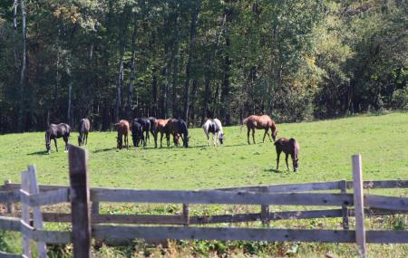 Dunham Sport Horses Image