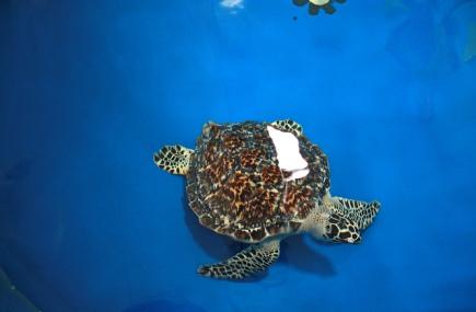 Turtle Hospital Image