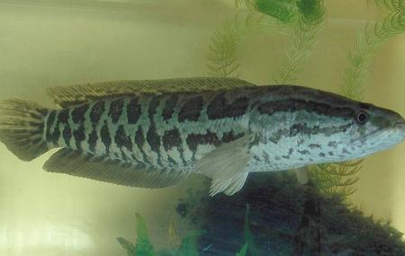 Tokyo Tower Aquarium Image