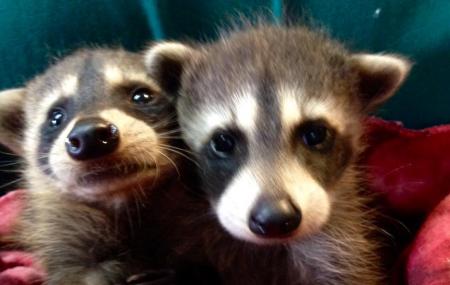 Wildlife Sanctuary Of Northwest Florida Image
