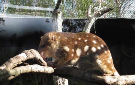 Billabong Koala And Wildlife Park Image