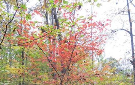 Short Springs Natural Area Image