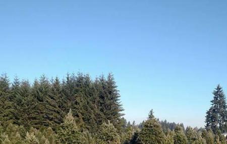 Mendez Tree Farm Image