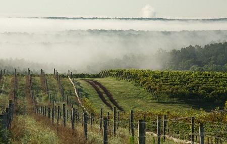 Blenheim Vineyards Image