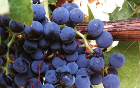 Anderson Winery Image