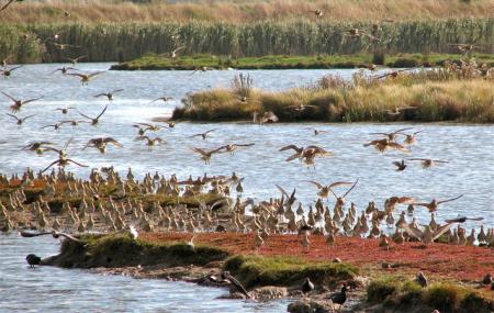Oare Marshes Nature Reserve Image