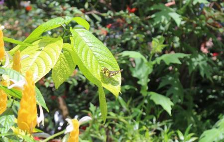 Butterfly Rainforest Image