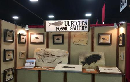 Ulrich's Fossil Gallery Image