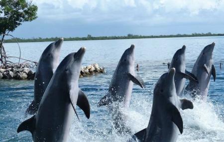 Dolphin Cove Montego Bay Image