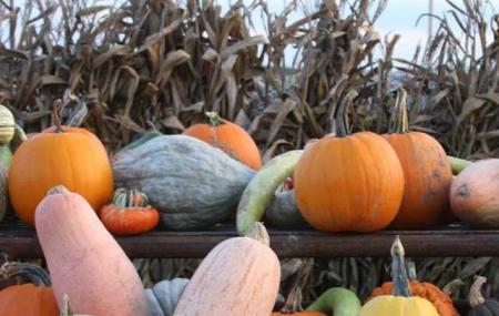 Mcwilliams Pumpkin Patch Image