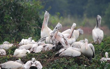 Nelapattu Bird Sanctuary Image