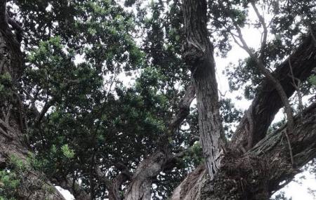 Whakanewha Regional Park Image