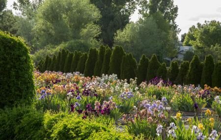 Joann's Iris Garden Image
