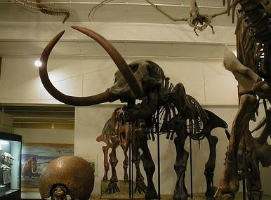 University Of Wisconsin Geology Museum Image