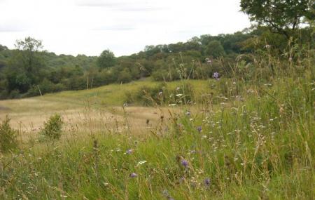 Brockadale Nature Reserve Image