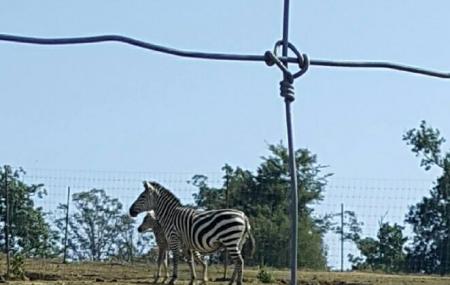 Lazy L Safari Park Image