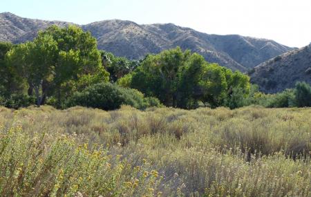 Big Morongo Canyon Preserve Image