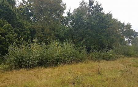 Black Park Country Park Image