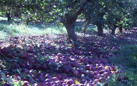 Deal Orchards Image