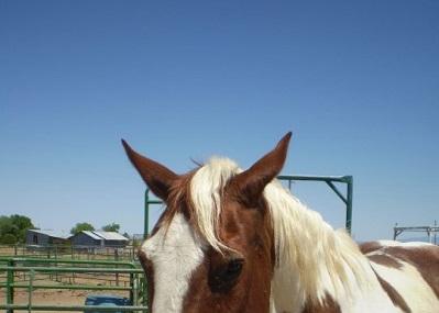 Arizona Horseback Experience Image