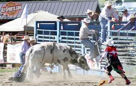 Roy Pioneer Rodeo Image