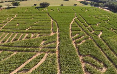 Mckee Cornfield Maze Image