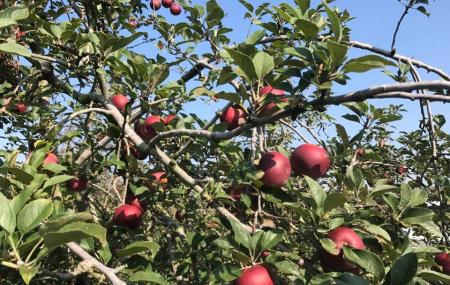 Jones Orchard Image