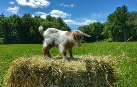 Sweet Meadow Farm Image