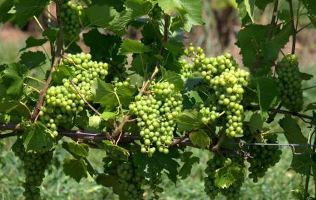 Newman Estate Winery Image