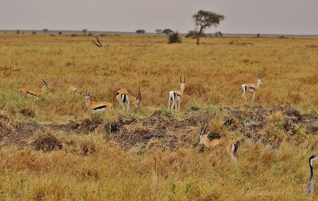 Serengeti National Park Image
