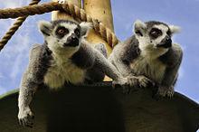 Drusillas Park Image