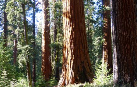 Mariposa Grove Image
