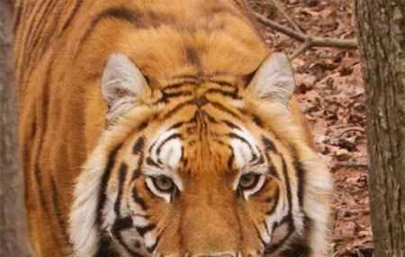 Tigers For Tomorrow Image