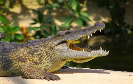 La Planete Des Crocodiles Image