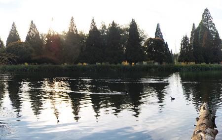 Rhododendron Garden Image