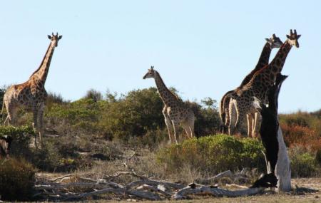 Game & Nature Reserve - Day Tours, Darling | Ticket | | Address: TripHobo