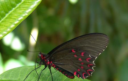 Butterfly Pavilion And Insect Center Image