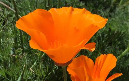 Fair Oaks Horticulture Center Image