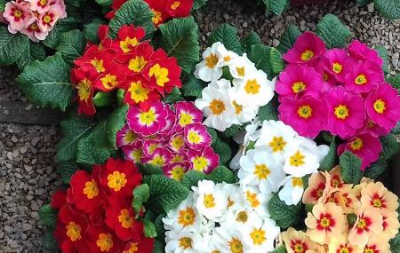 Whickham Hermitage Community Garden Image